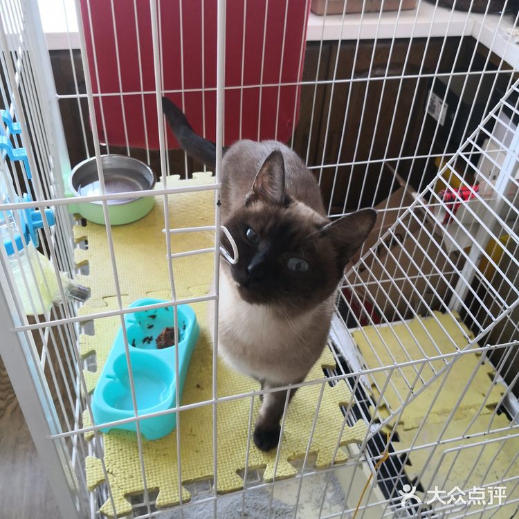 暹（xiān）罗猫是世界著名的短毛猫，也是短毛猫的代