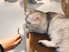 -飞行喵MR PILOT|猫舍·猫咖(静安大融城店)