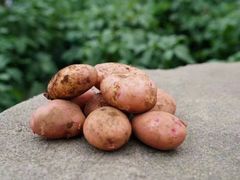 -兰剑驾校(汉阳校区)