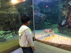 -西海国立公园九十九岛水族馆