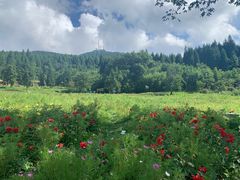 -武陵山森林公园