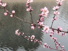 -桃花堤公园