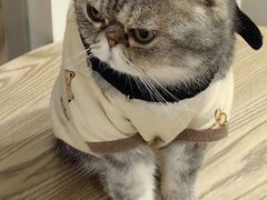 -楼上猫咖(罗湖店)