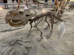 -国家自然博物馆