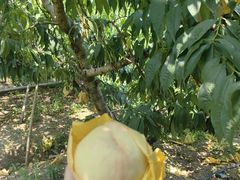 -老袁家蜜桃农场·阳山水蜜桃