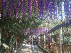 -呀路古热带植物园