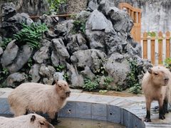-合肥野生动物园