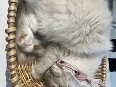 -怪兽屋·羊驼·猫咖·狗咖(俊华广场店)