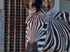 -泉州海丝野生动物世界