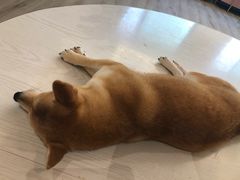 -浣熊柯尔鸭土拨鼠·电玩咖