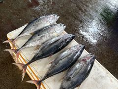 -尼甘布海鲜市场