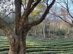 -敬亭山风景名胜区