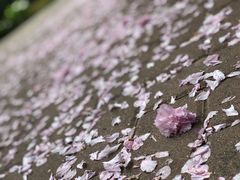 -洛阳市隋唐城遗址植物园