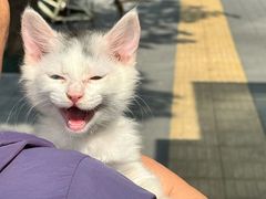 -北京观赏动物医院·24小时大型综合·猫专科·异宠专科