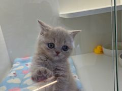 -小猫来了·猫舍(红山六九七九店)