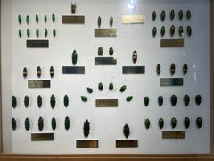 -上海昆虫博物馆