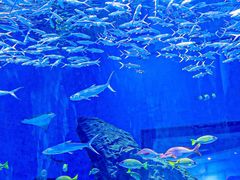 -海合安武汉极地海洋公园