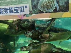 -海合安成都极地海洋公园
