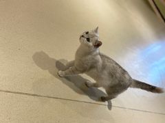 -藏猫猫咖啡主题馆(中央大道店)