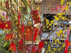 -溪岸路花鸟市场