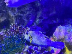 -太平洋海底世界