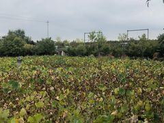 -长安上水缘度假庄园