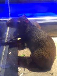 -未来动物城动物主题公园(大悦城店)