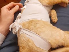 -纳吉亚猫专科动物医院(康都外科中心)