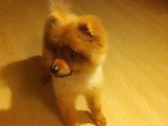 -1013 PET SHOP 宠物商店(近铁城市广场店)
