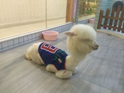 -Moni星球萌宠·小马宝莉·灵蛇·高端高阶全萌宠互动体验俱乐部(红豆国际广场店)