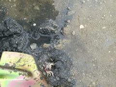 -红树林天天赶海