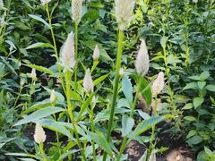 -黑龙江省森林植物园