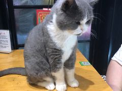 -猫色咖啡·猫咖