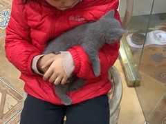 -糯米喵星人总部直营旗舰店·猫舍·幼猫出售