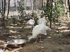 -保定市动物园