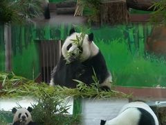 -广州动物园