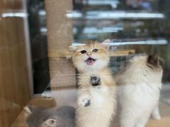 -鼎级派宠物(中南店)