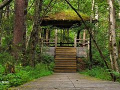 -五营红松林海景区