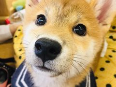 -豆柴町-柴犬主题狗咖(红鼎国际C座店)