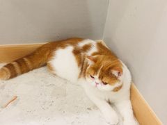 -飞行喵MR PILOT|猫舍·猫咖(静安大融城店)