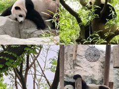 -上海野生动物园