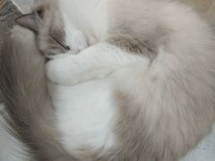 -喵园·猫主题咖啡厅·撸猫·猫咖(国贸店)