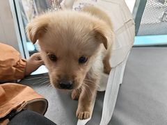 -天使宠物医院·犬猫分诊(彩虹店)