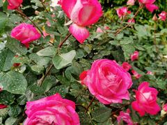 -人民公园(罗湖区)