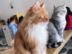 -平行世界·猫咖(首经贸店)