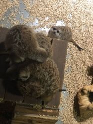 -酷嗒动物文化乐园(cutezoo西溪乐天城店)