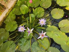 -国家植物园南园