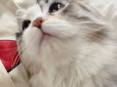 -欧奕国际动物医院