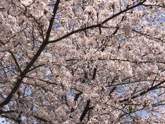 -高东镇樱花园