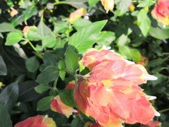 -北京植物园-展览温室